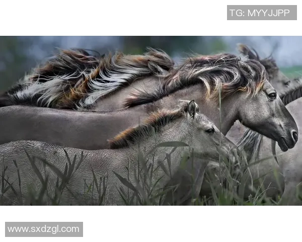 欧斯特与巴西国际激战正酣谁能在这场较量中脱颖而出