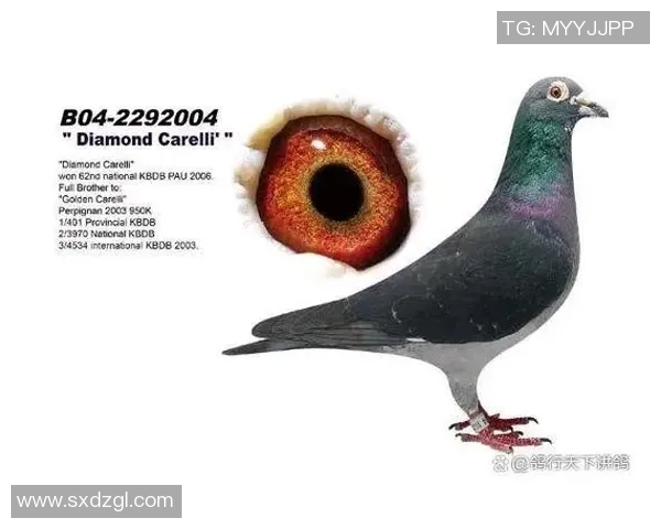 莫尔德与博德闪耀的巅峰对决谁能在赛场上书写传奇